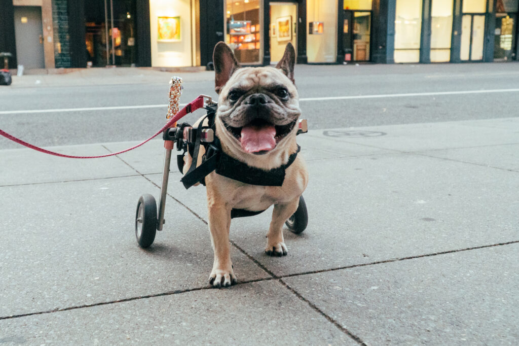 Small dog using a rear-wheel wheelchair standing on a city pavement.