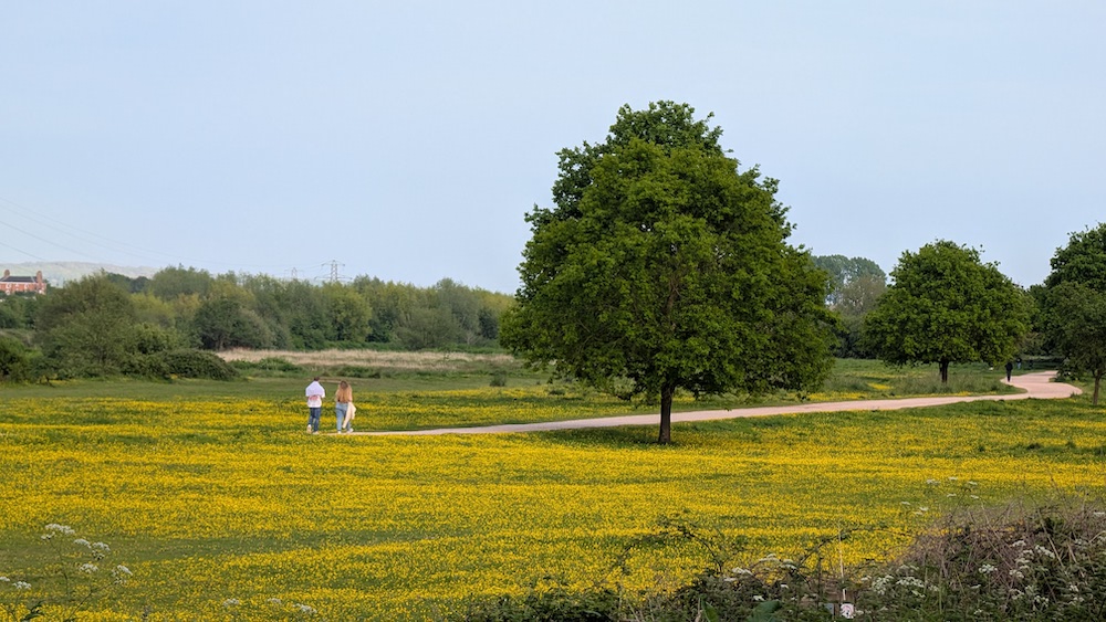 A large parkland lined with trees. The grass is full of bright yellow flowers. A wide path goes from one side of the image to the other.